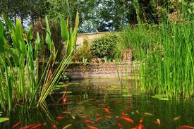 Naturopathie à Reims